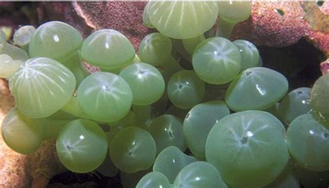 88年五行 海葡萄 種植